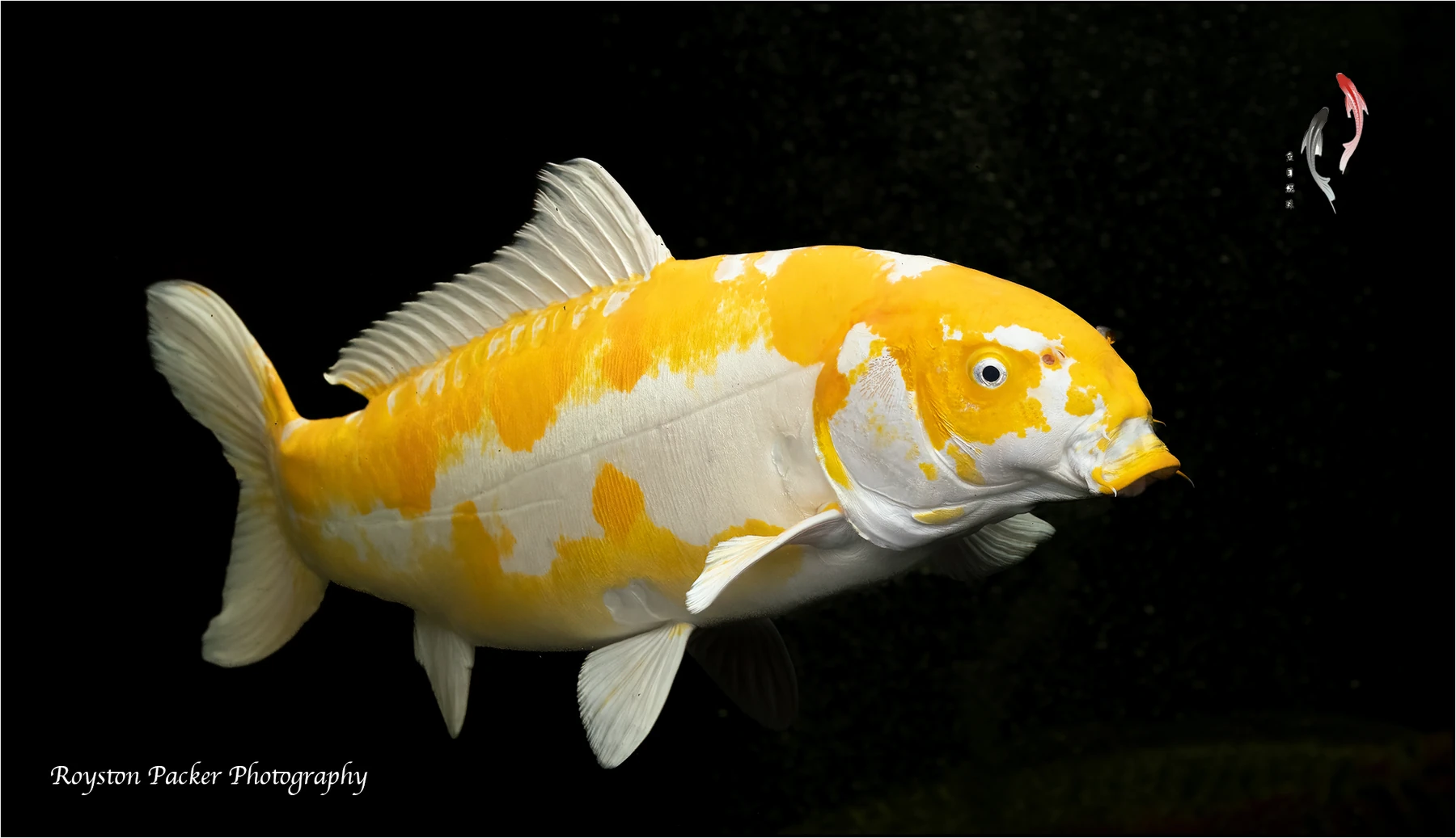 Koi from our pond photographed by Royston Packer
